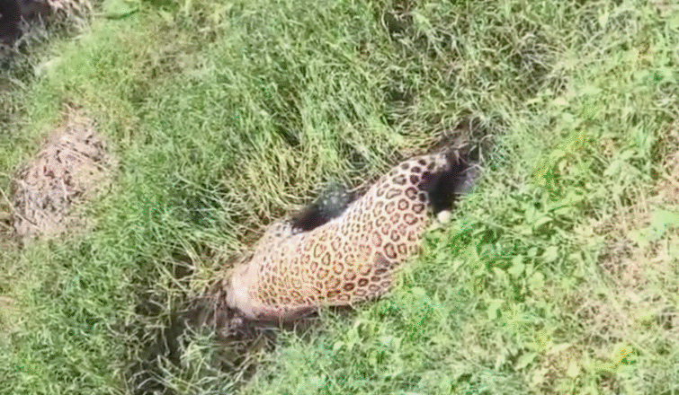 हरिद्वार के बहादराबाद क्षेत्र के खेत में गुलदार का शव मिलने से मचा हड़कम्प