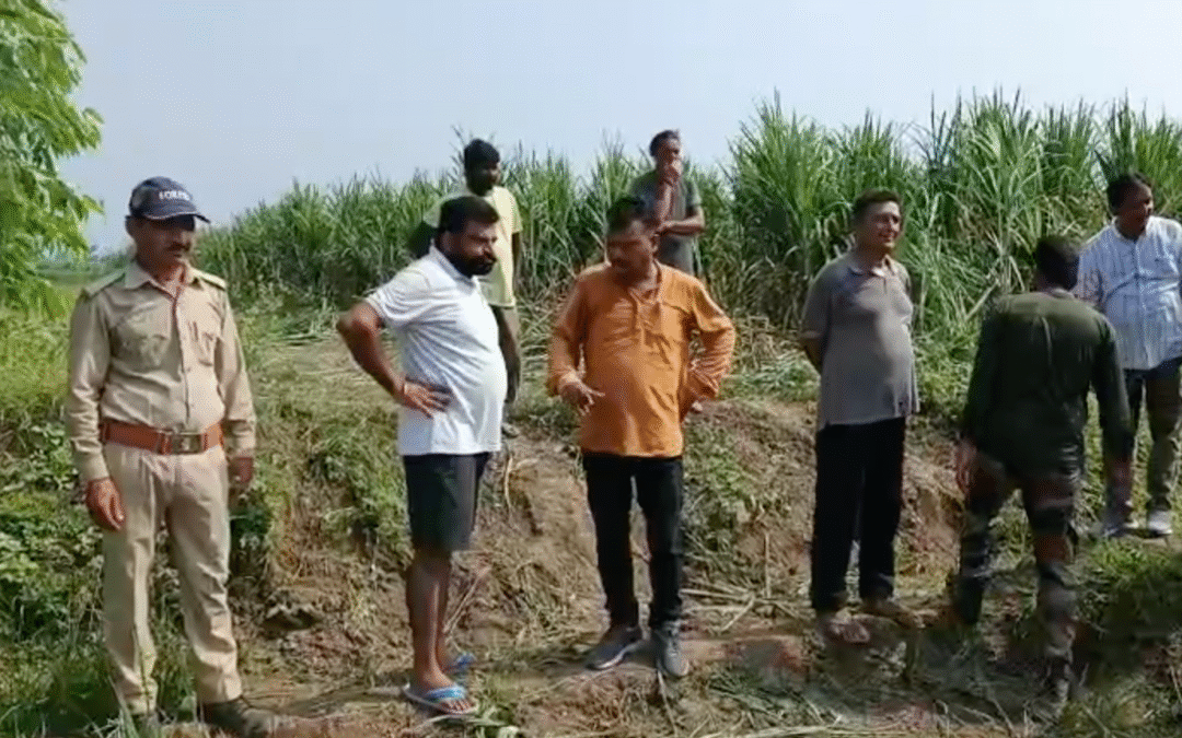 हरीपुर–विजयपुर गांव में हाथियों का उत्पात, किसानों की कई बीघा फसल बर्बाद